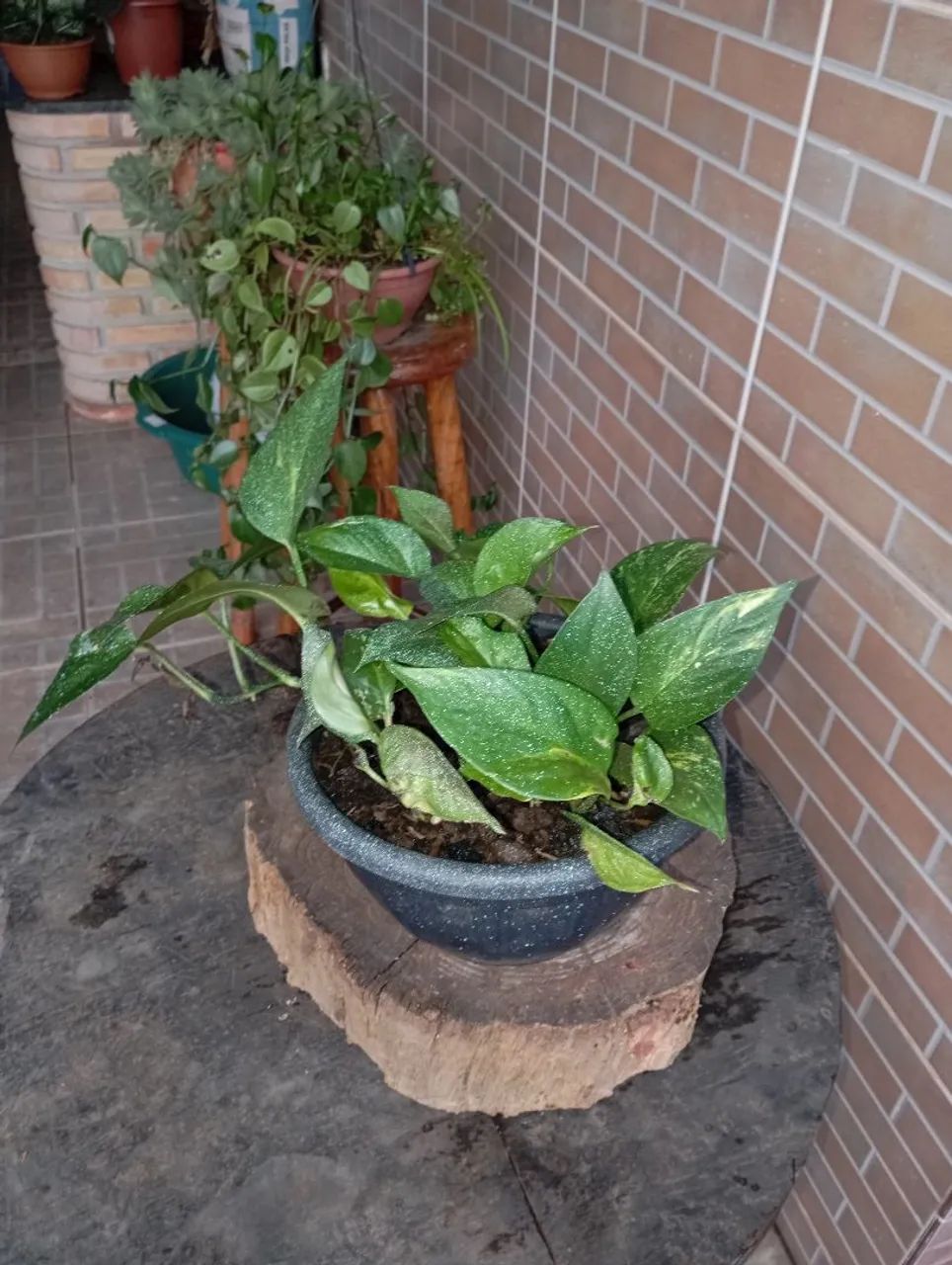 Plantas e sementes  - Foto 3