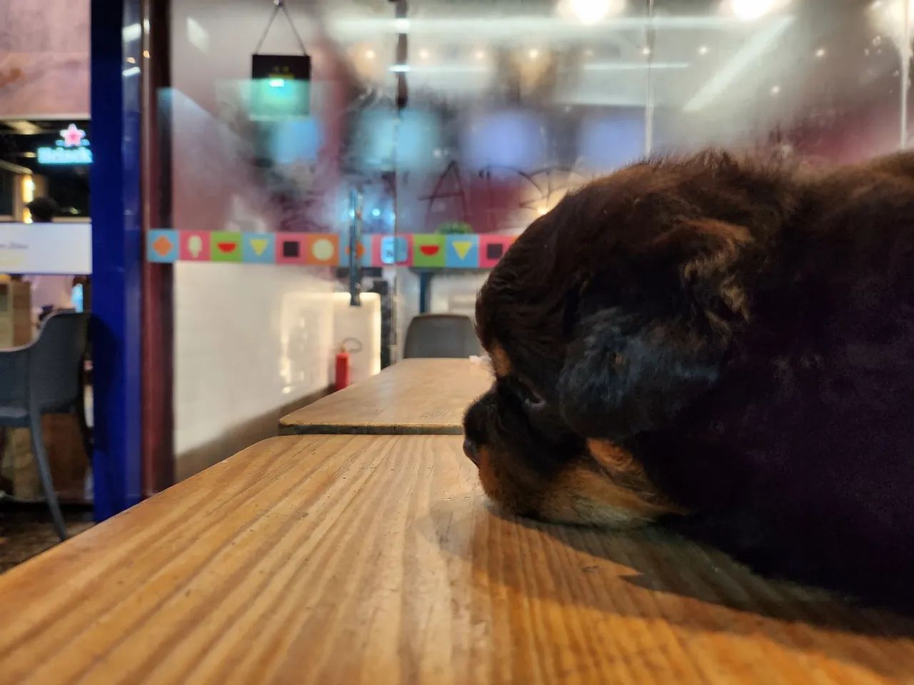 Rotweiler excelente linhagem  - Foto 2