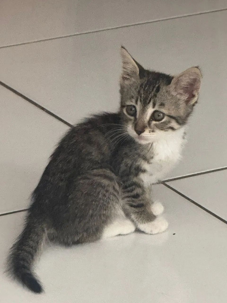 Adoção Responsável Gatinha