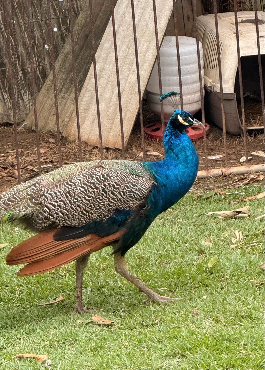 Vendo galinhas de raças, Galinhas d?angola, gansos, marrecos pavões e outras aves  - Foto 3