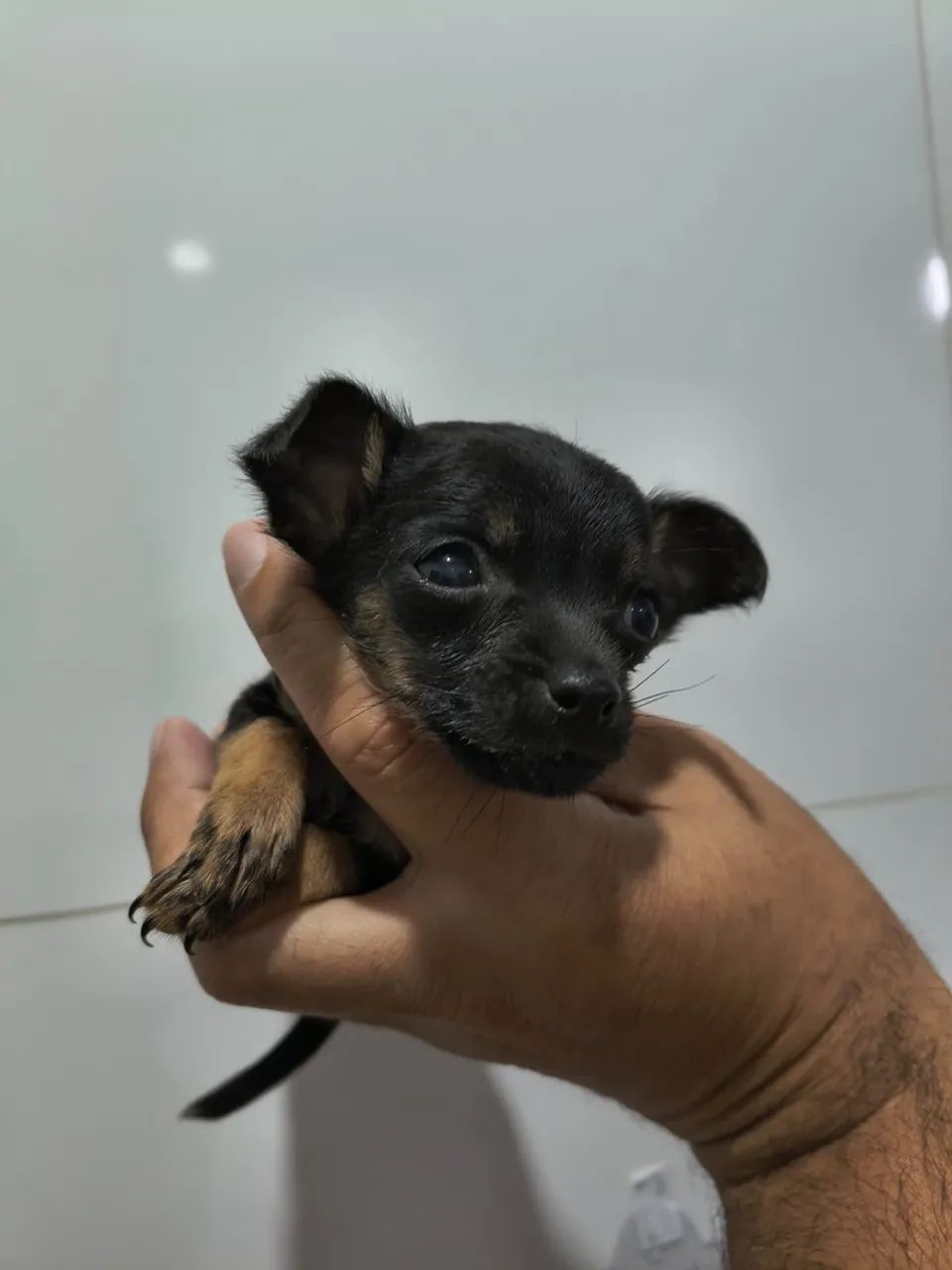 Pinscher 