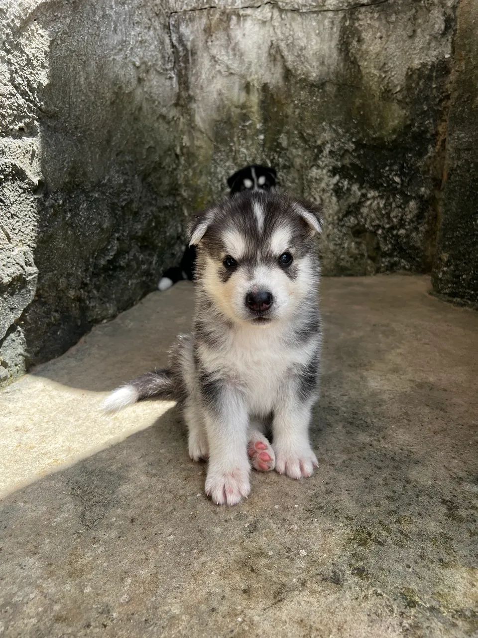Filhotes de Husky  - Foto 5