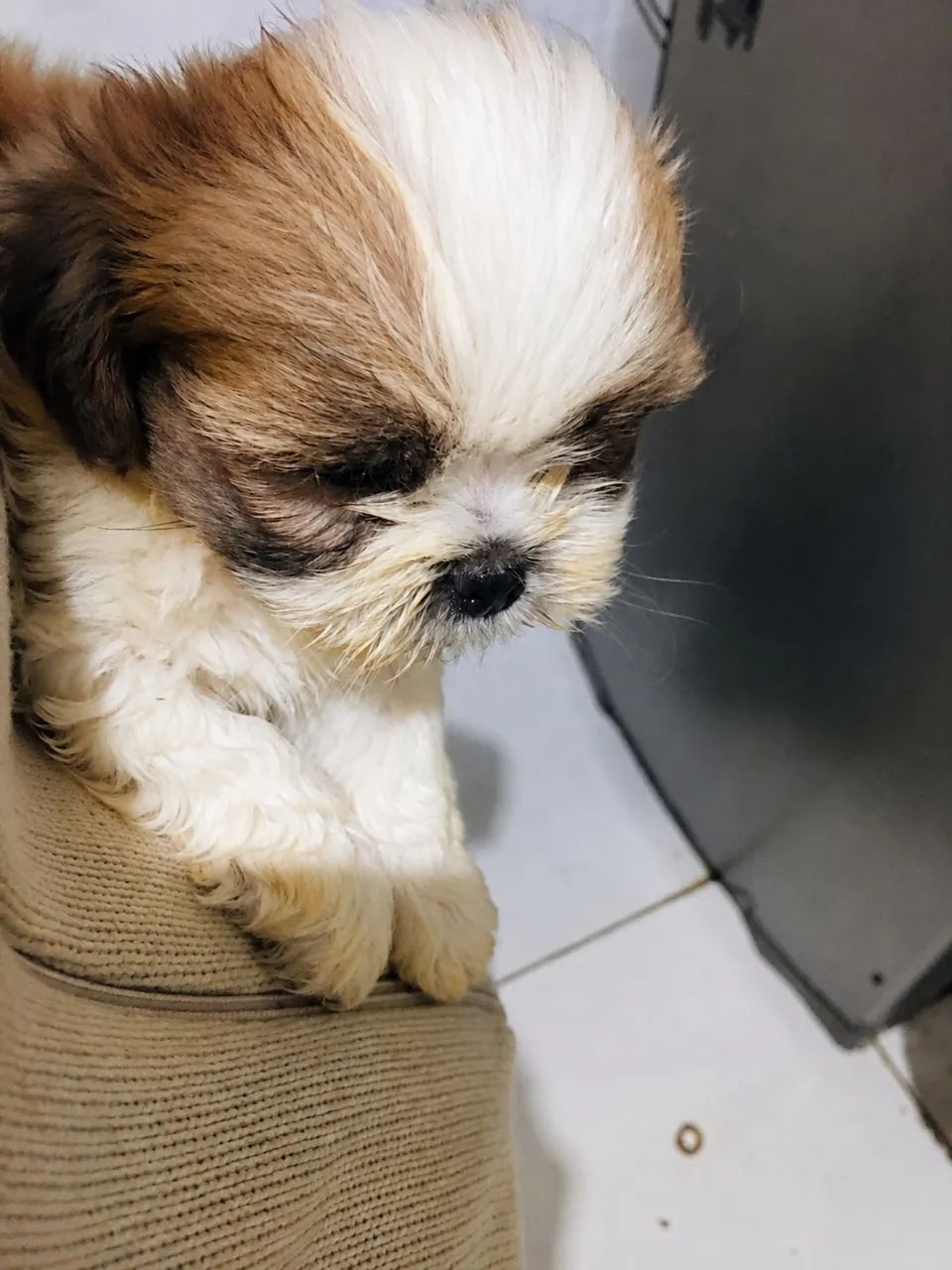  shitszu  - Foto 5