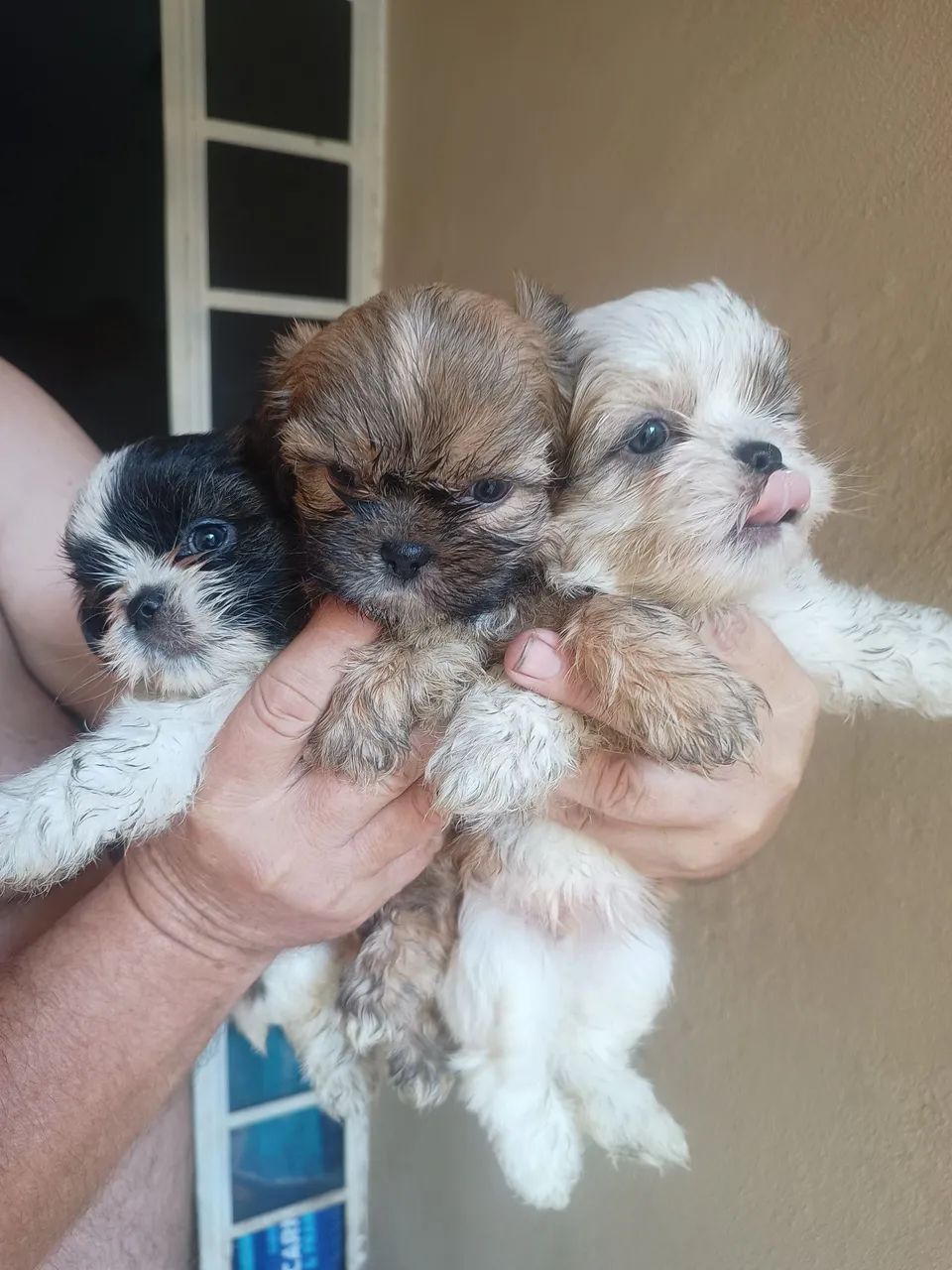 Vendo filhote de mini Shitzu 
