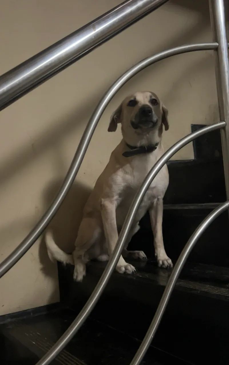Adoção de cachorro 