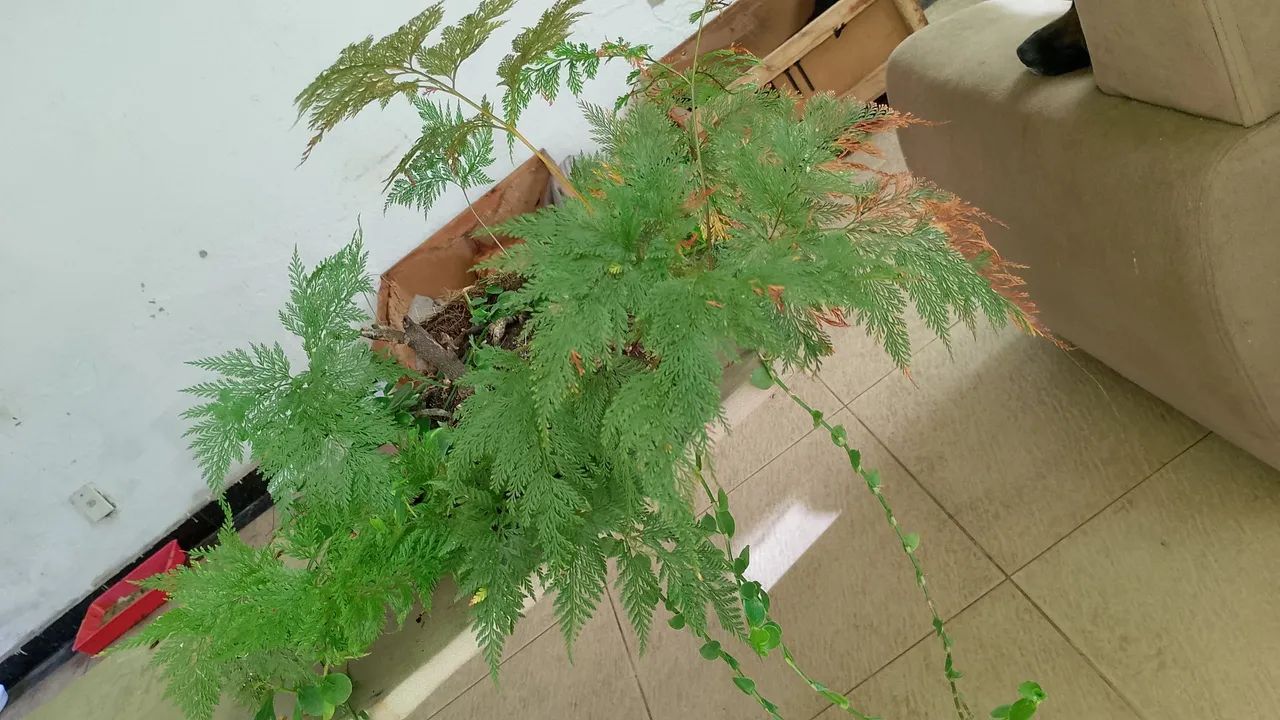 Desapego de planta 