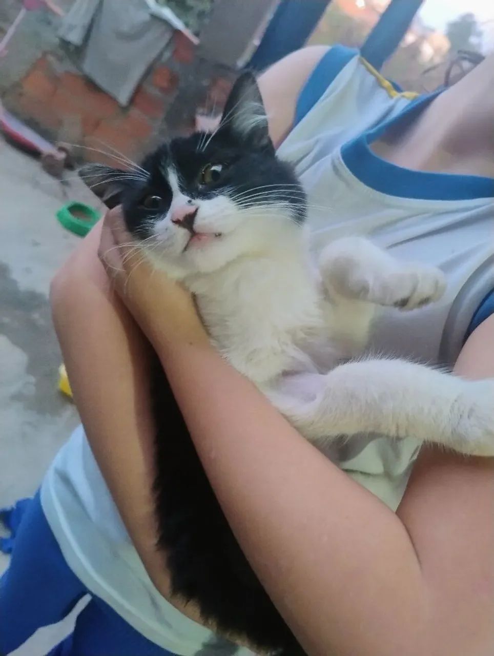 Doação de gata castrada  - Foto 4