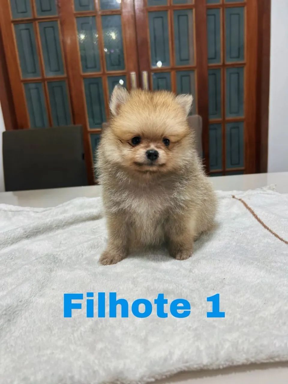 Spitz  - Foto 2