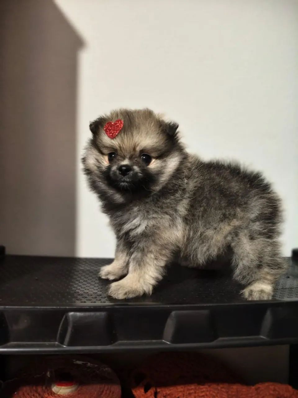 Vendo lulu da pomerania micro ? - Foto 4