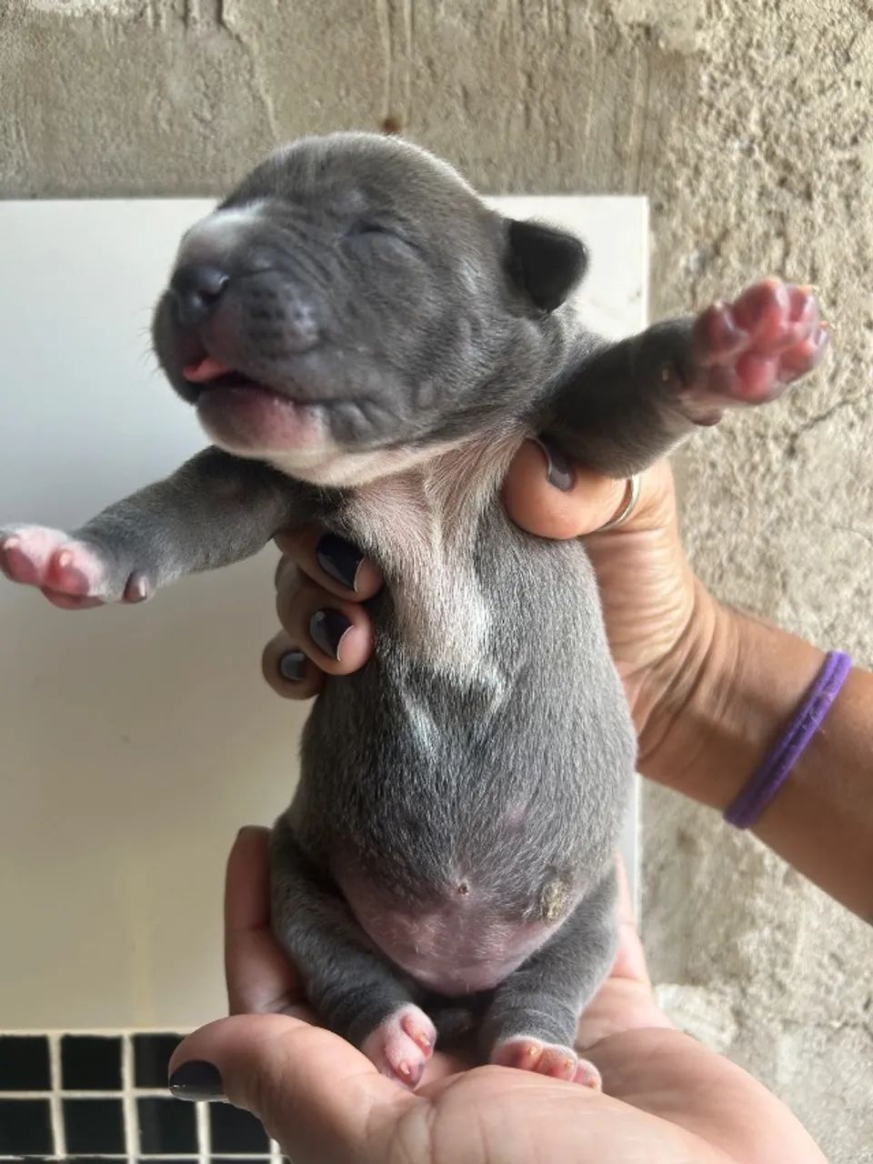Pitmonster fêmea