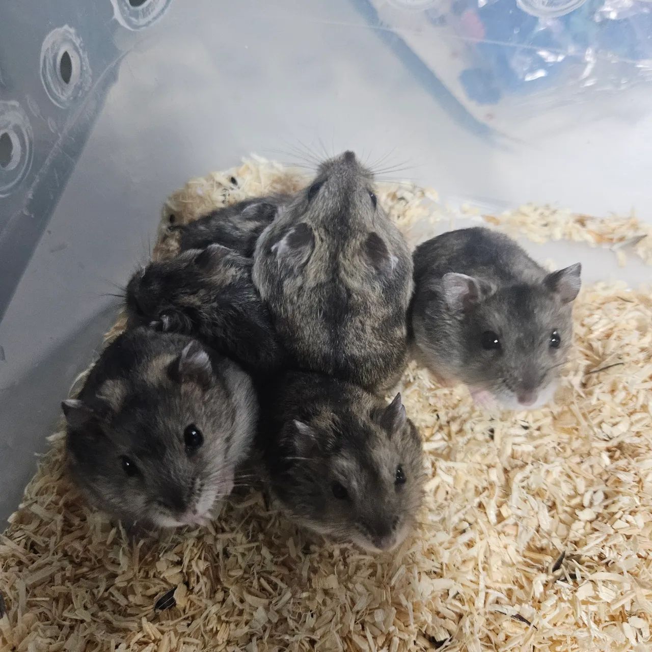 Hamister russo - Foto 3