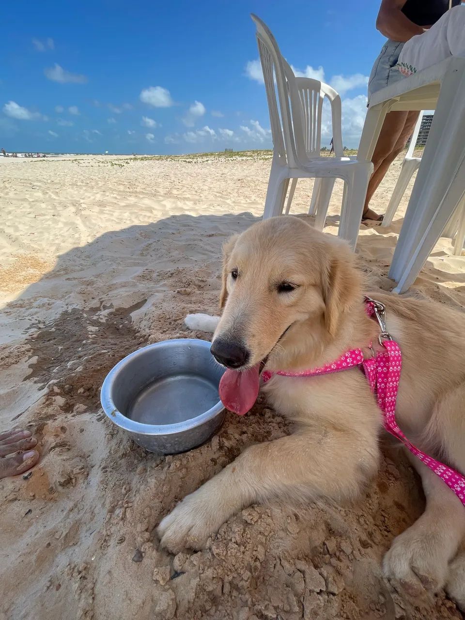 Golden 8 meses  - Foto 2