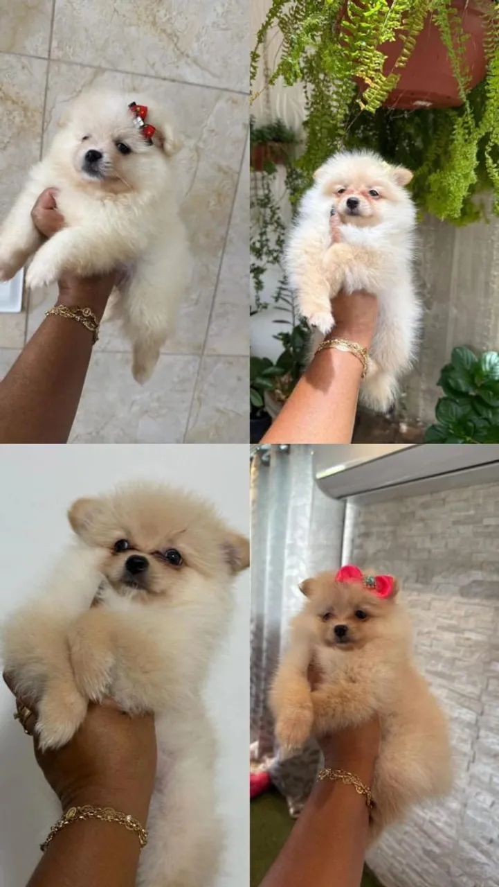Spitz Alemão 