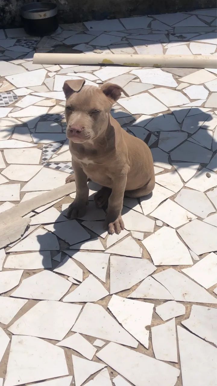 Pitbull PITMONSTER  - Foto 5