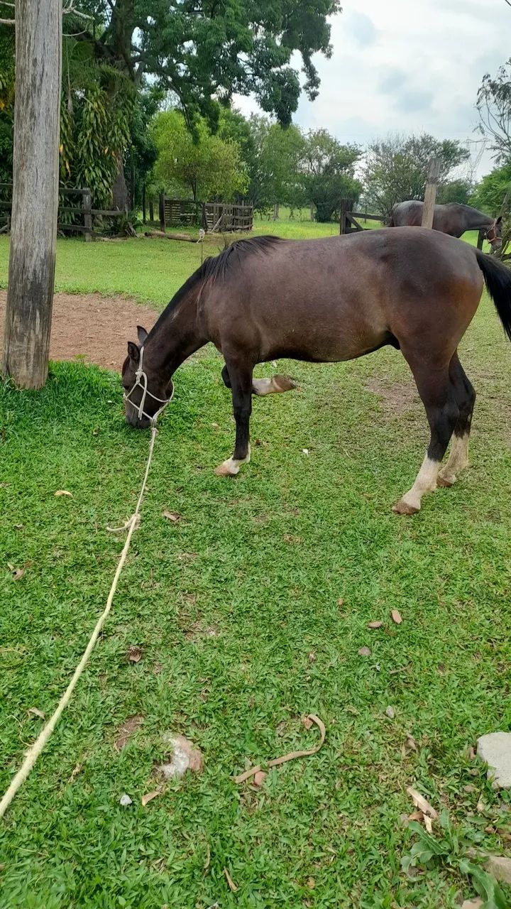 Potranco crioulo !!! Futuro pai de cabanha.  - Foto 2