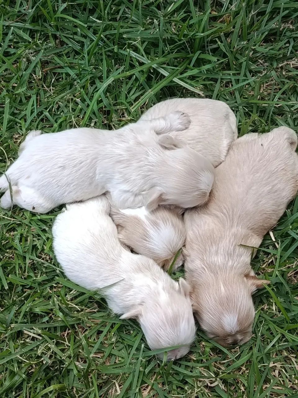 Filhotes disponível  - Foto 3