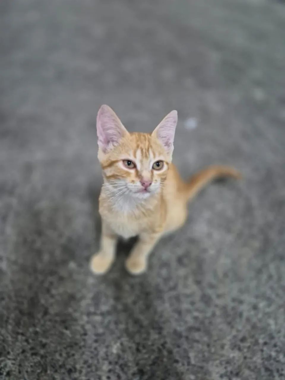 Filhote de gata, fêmea,  3 meses, é carinhosa  - Foto 2