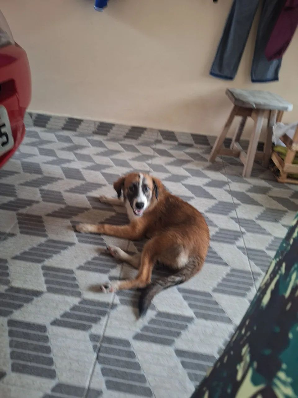 Doação de cachorra - Foto 3