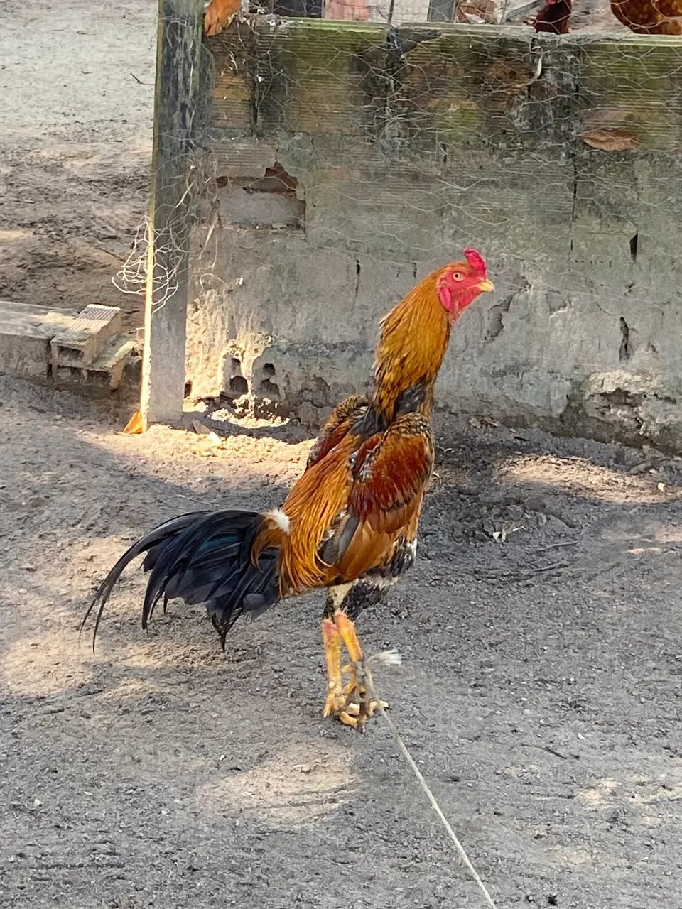 Galos e Galinhas - Foto 3