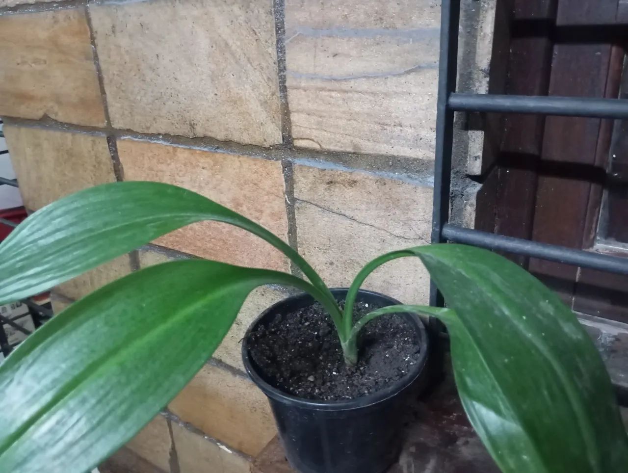Muda  lirio da Amazonas  - Foto 2