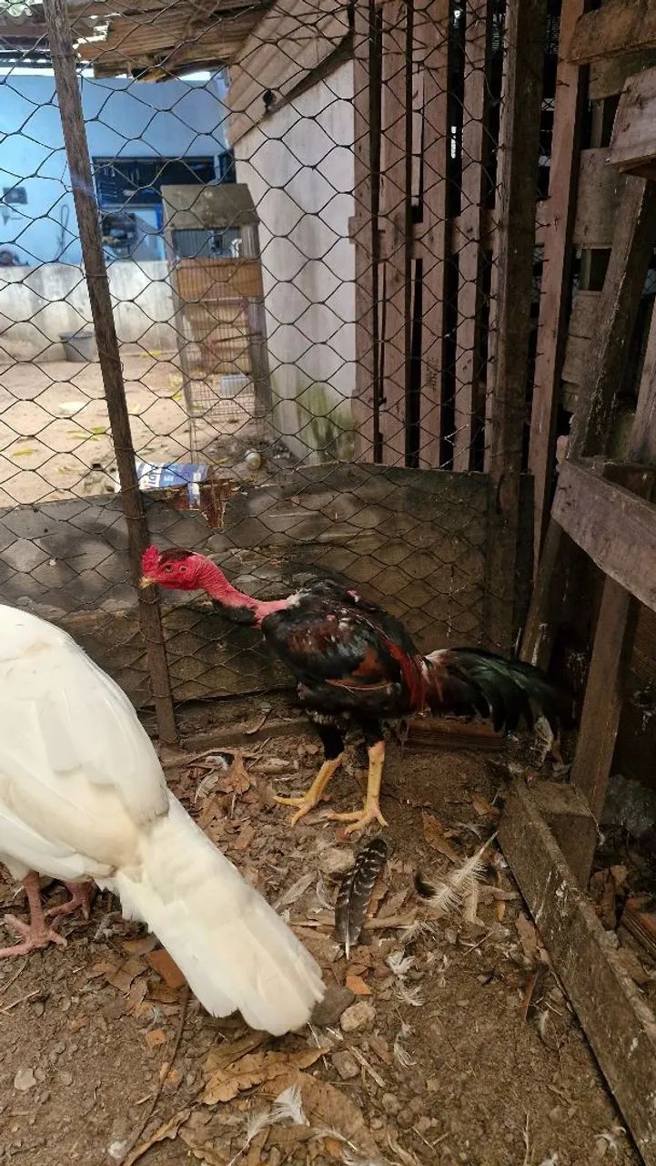 Vende se galo polaco carioca - Foto 4