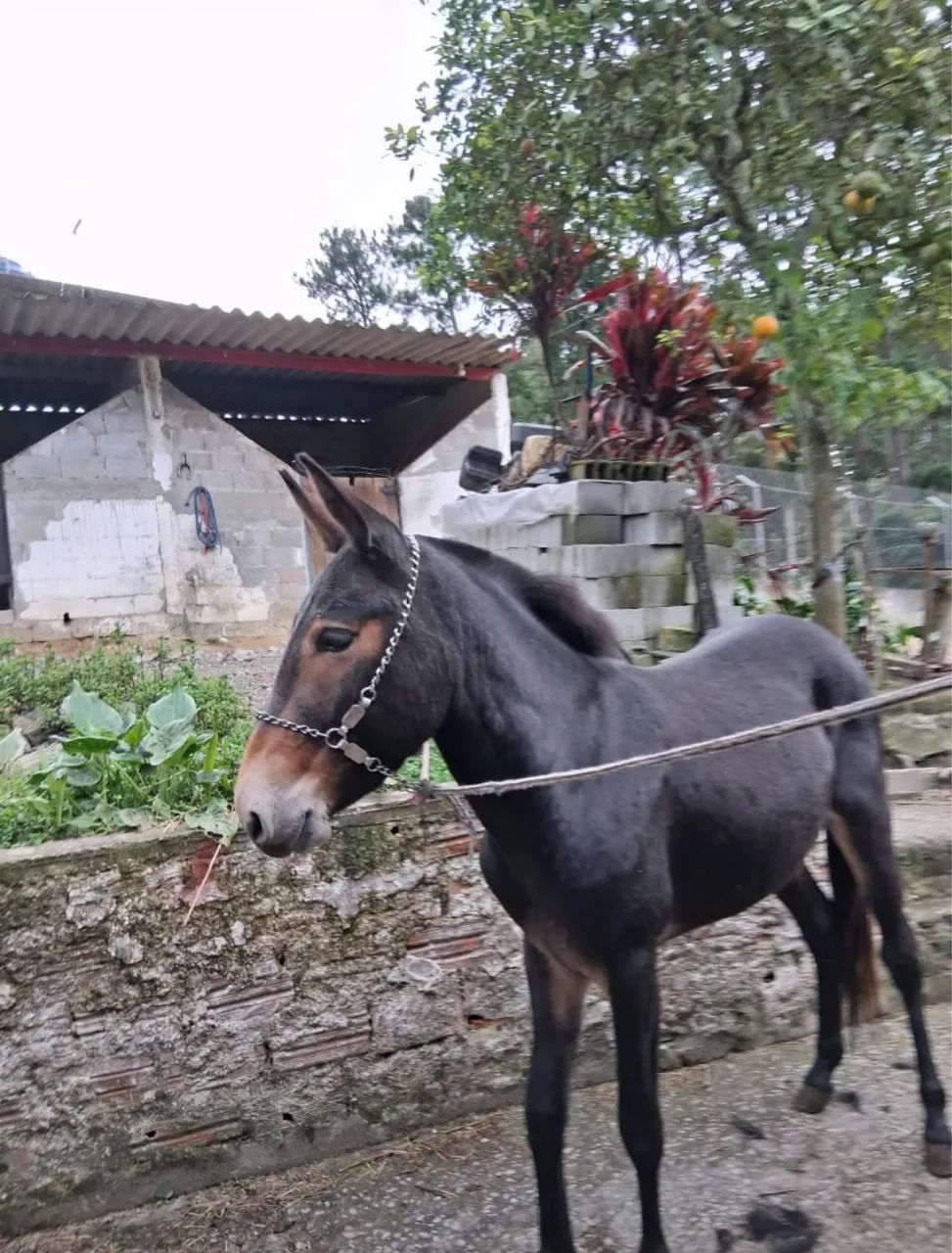Burro Preto - Foto 2