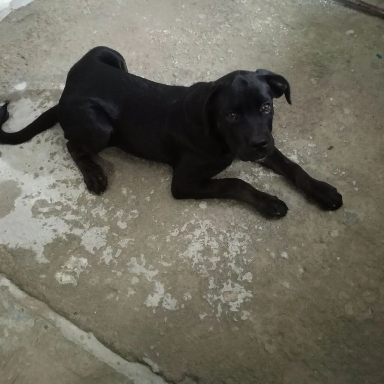 Cachorro cane corso fêmea  - Foto 3