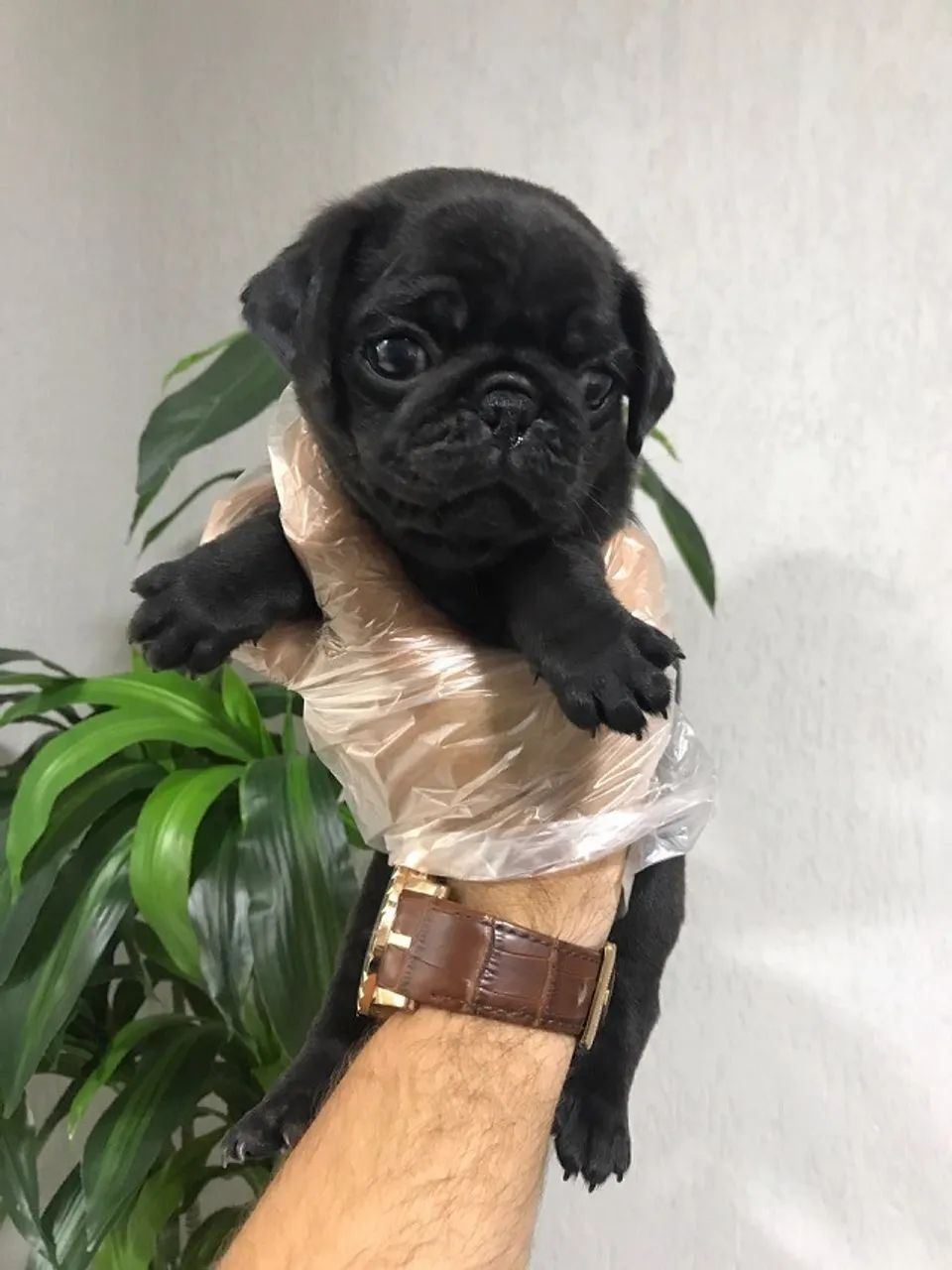 Pug de linhagem selecionada