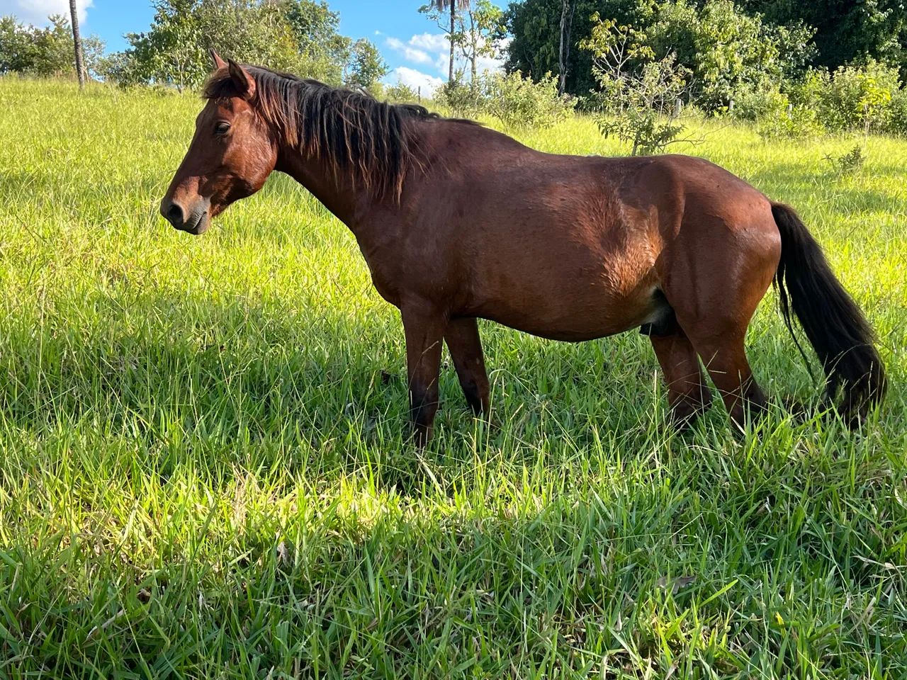 Cavalo Feroz  - Foto 2