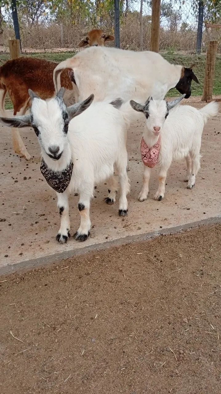Mini cabra casal - Foto 4
