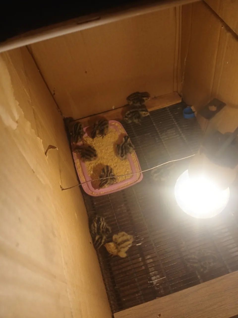 PINTINHOS CODORNAS - Foto 2