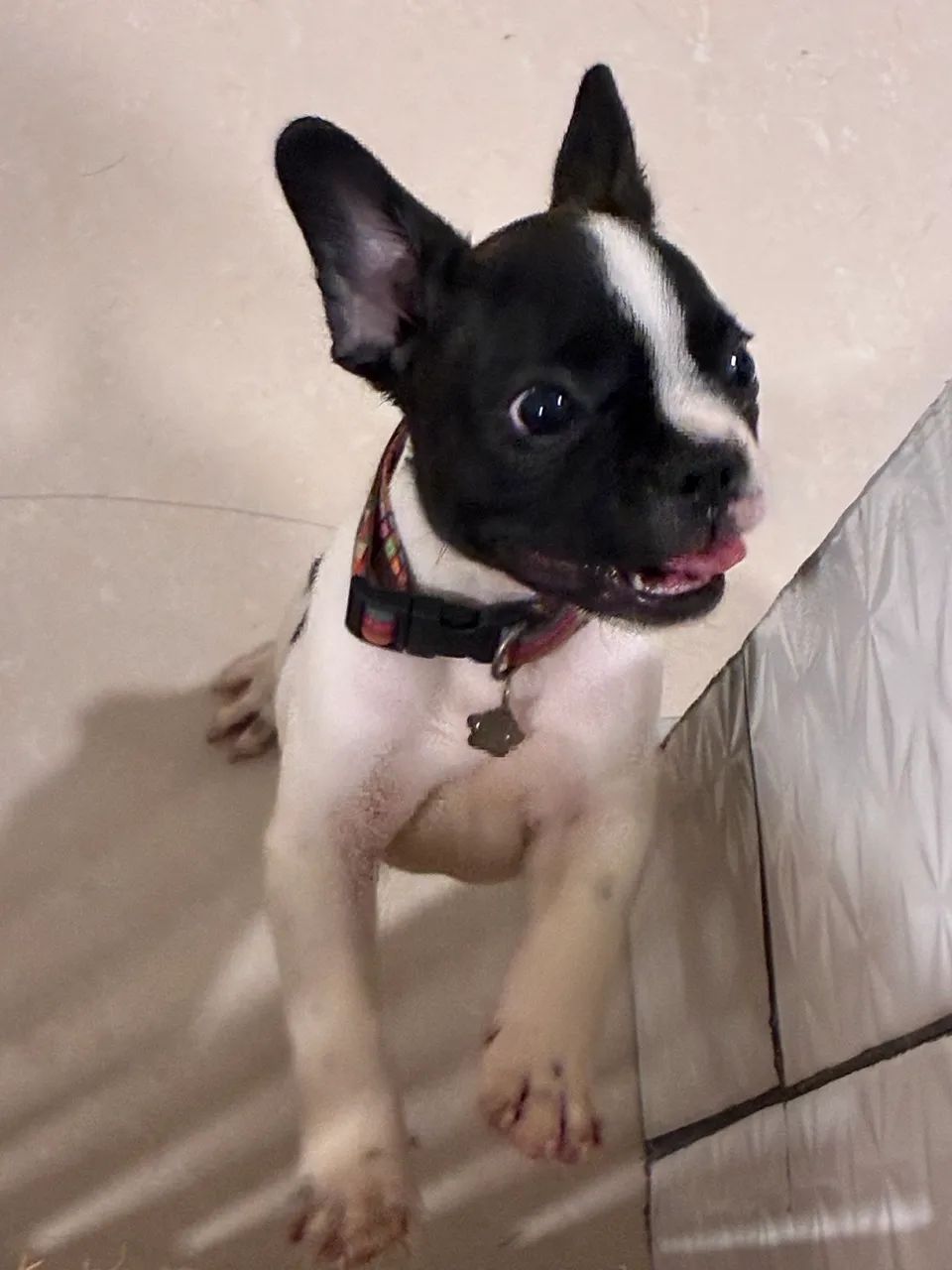 Buldogue Francês - Foto 5