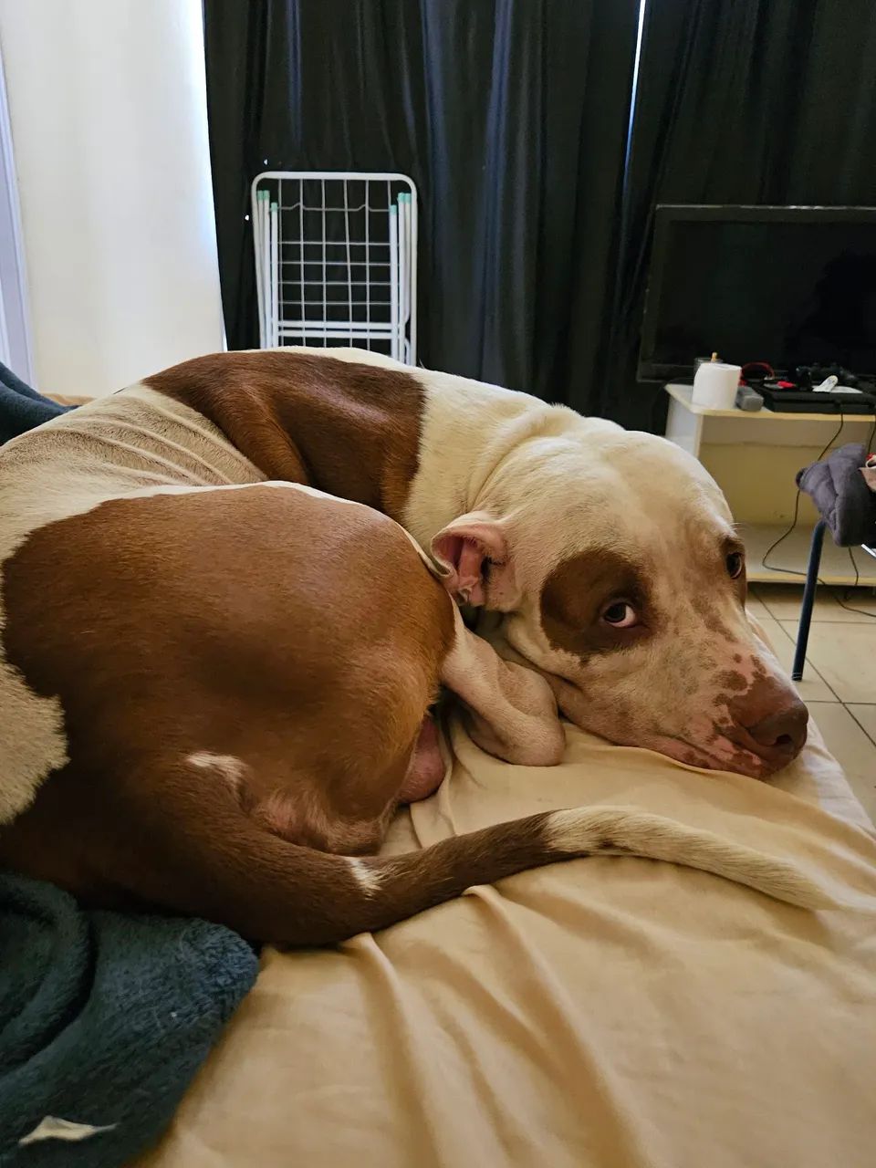 Cão para adoção  - Foto 6