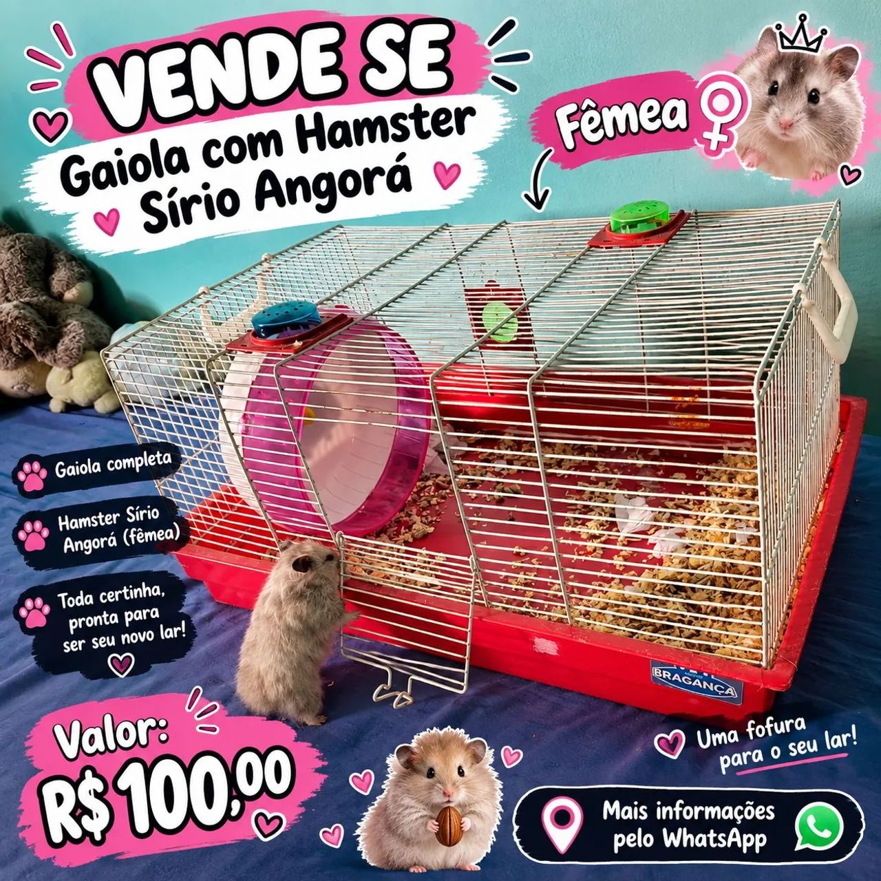 Hamster sírio  - Foto 4