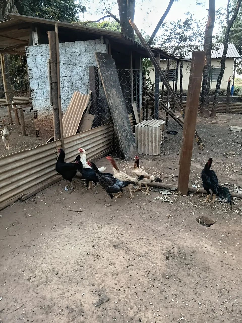 Galinhas Caipira  - Foto 2