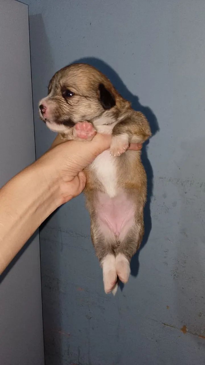Cachorro - Foto 5