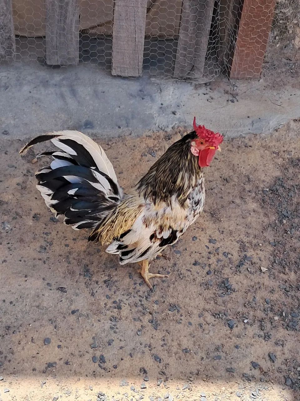 Galos Nagasaki, tenho vários p vender  - Foto 5