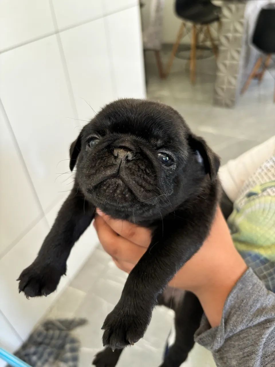 Filhote de Pug - Foto 2