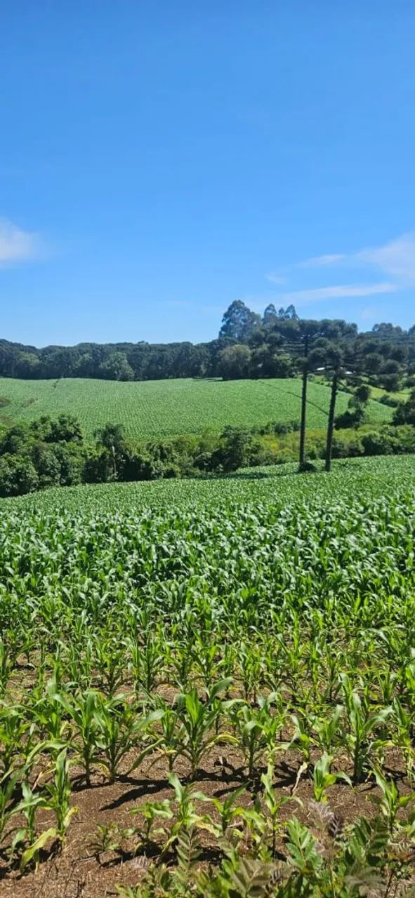 Terreno para sítio ou loteamento  - Foto 4