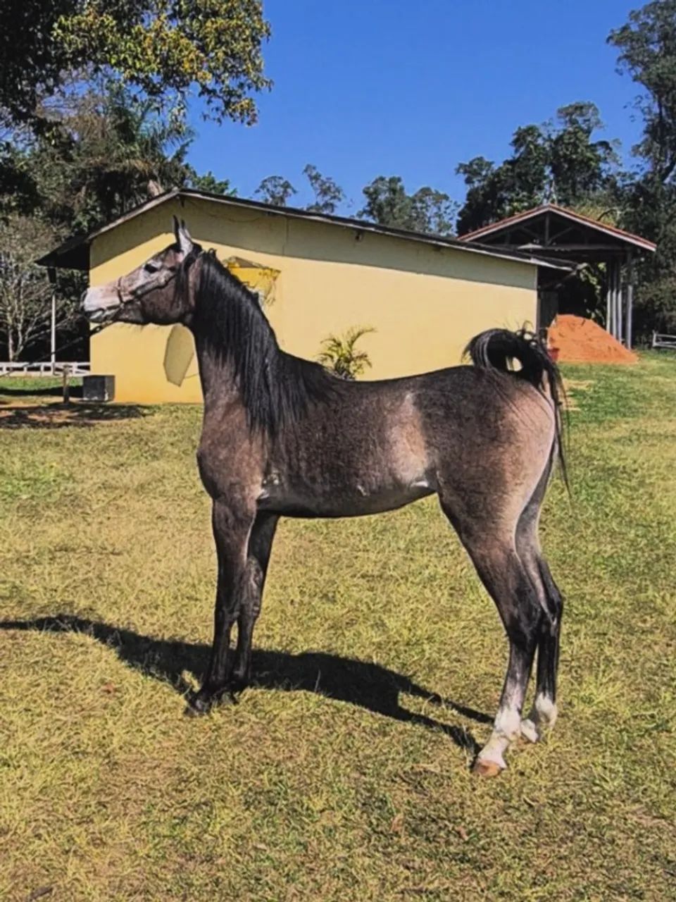 Cavalo Puro Sangue Árabe (Potro) - Foto 3