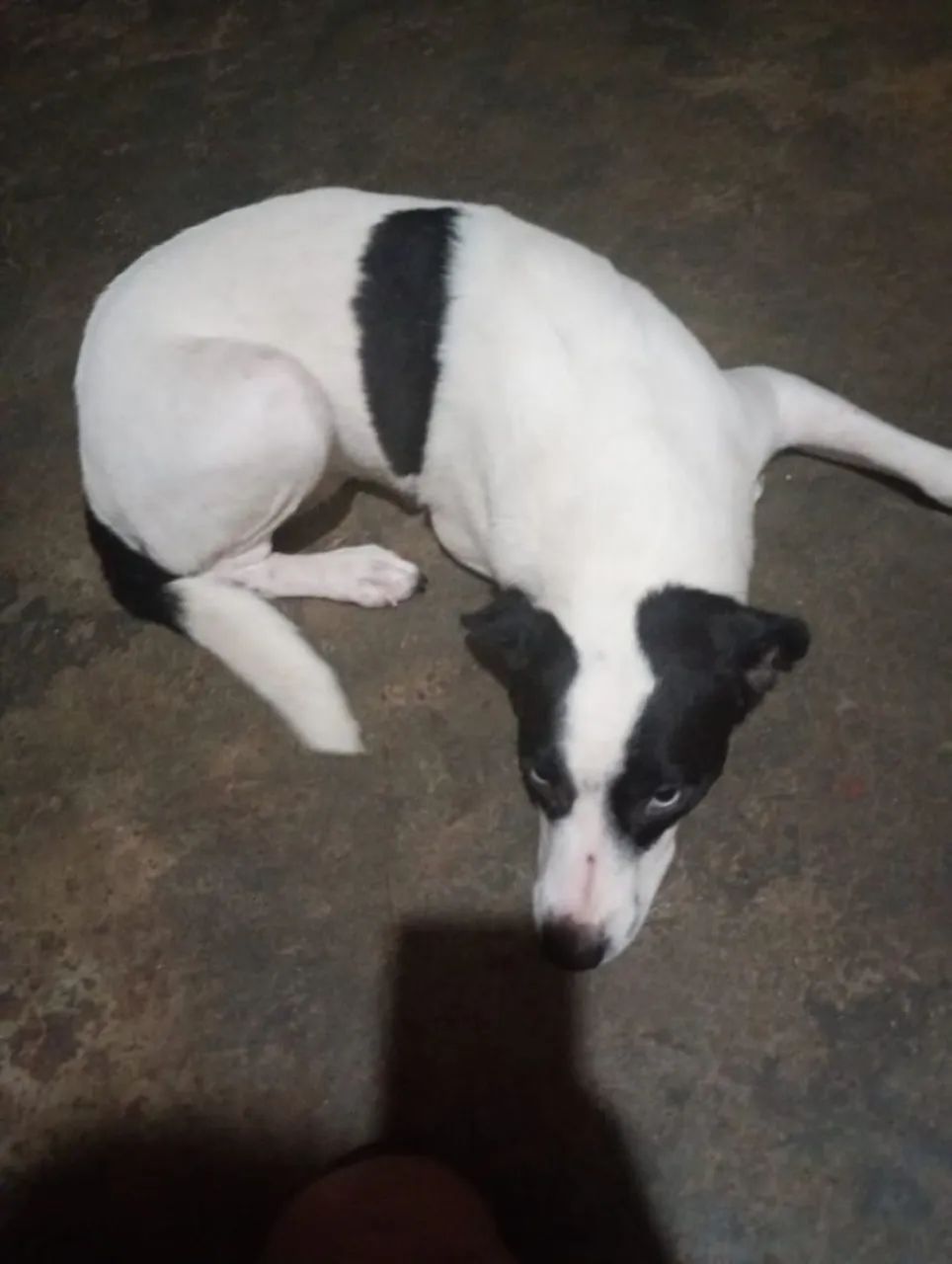 Doação consciente de uma cachorrinha - Foto 3