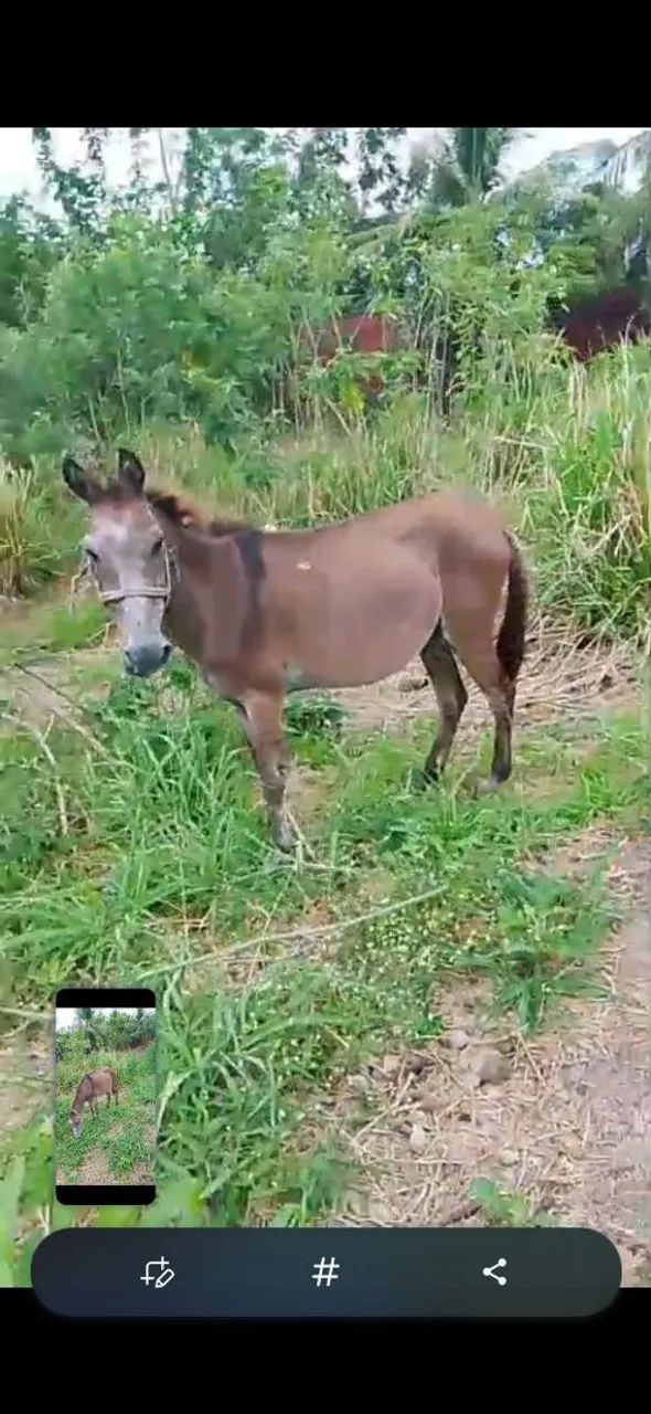 Animais - Foto 3