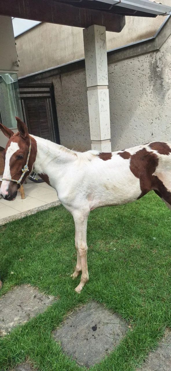 Égua Potra Pampa 4 meses - Foto 6