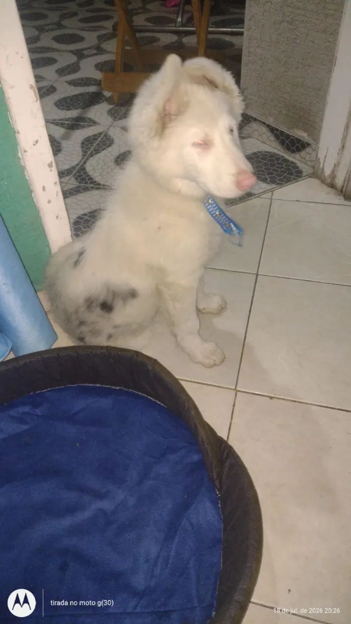 Cachorro boder collie  - Foto 5