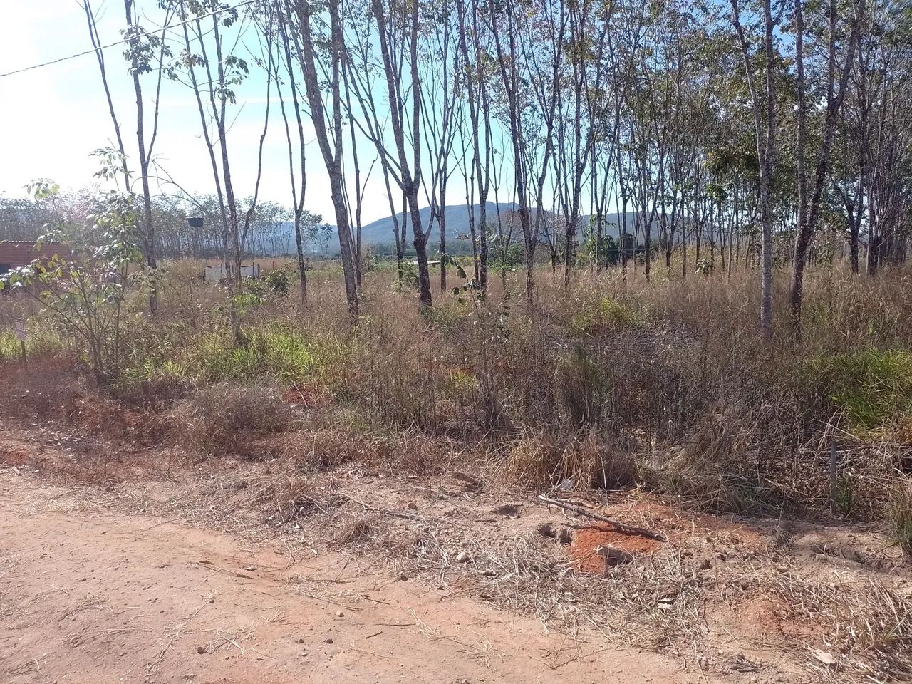 Lote 