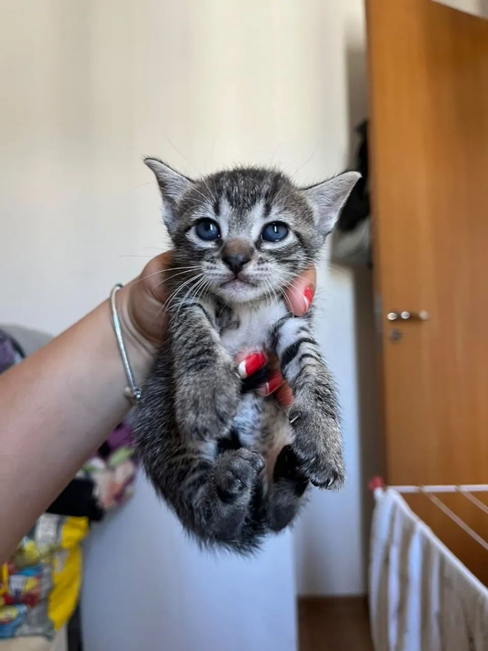 Gatinhos doação  - Foto 2