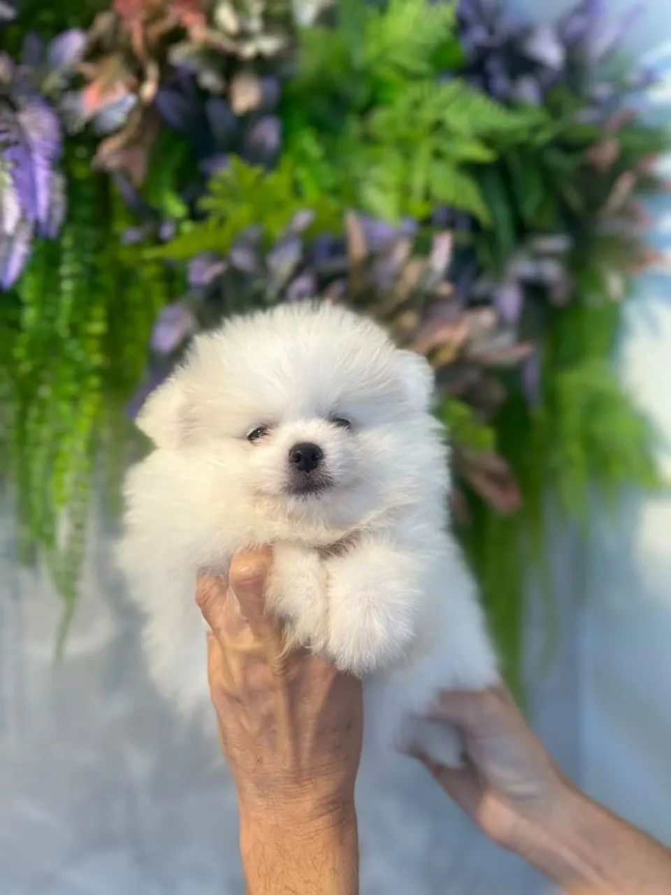 Aquele perfeito spitz branco - Foto 2