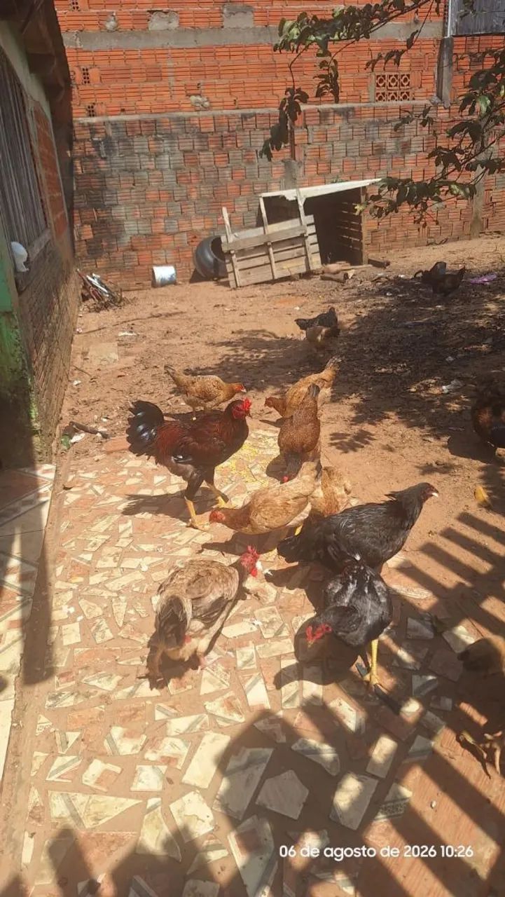 Vende -se galinha caipira  - Foto 3
