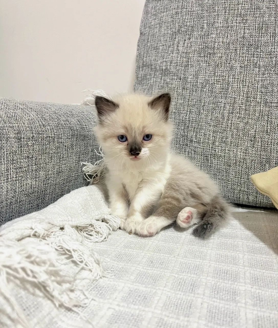 Gato persa com siamês 