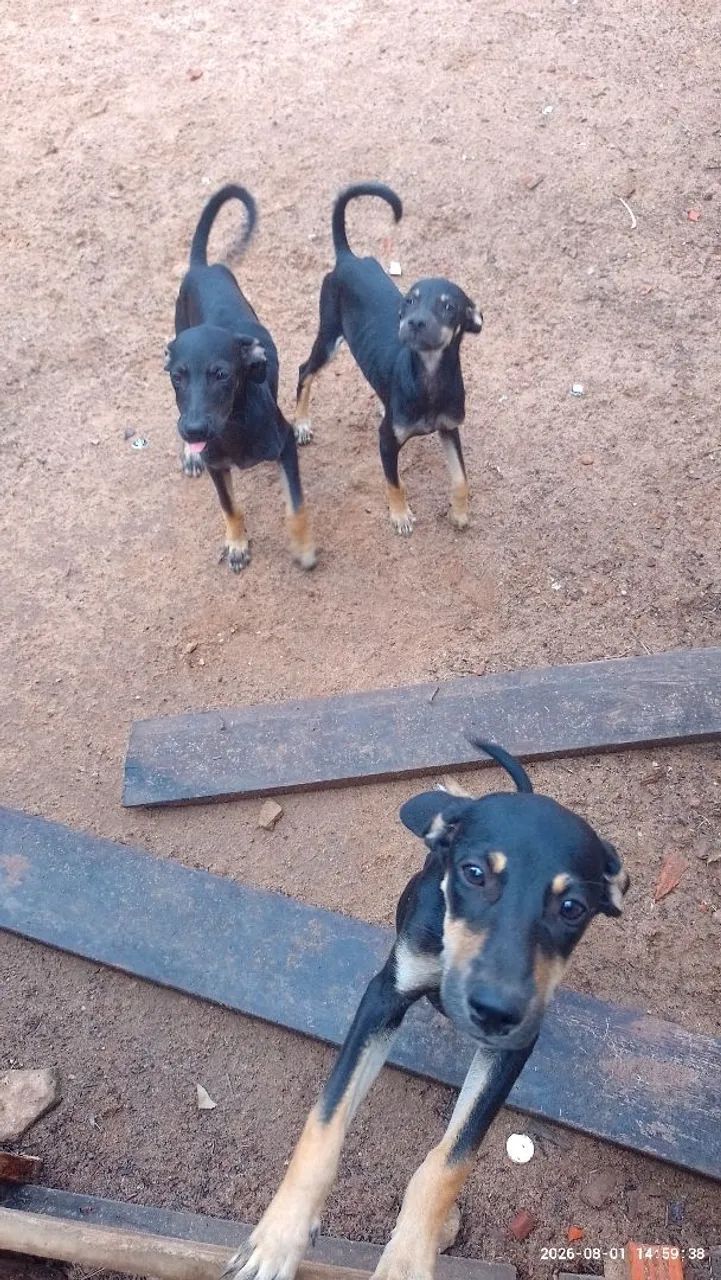 Filhotes para doar  - Foto 5